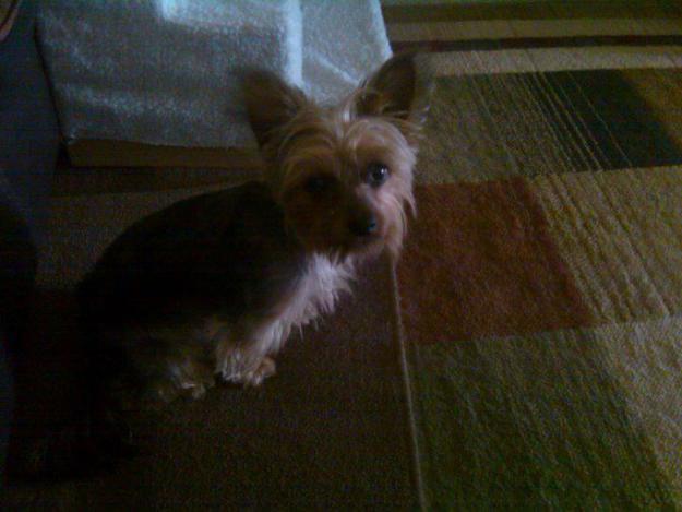 Lost Yorkie Puppy